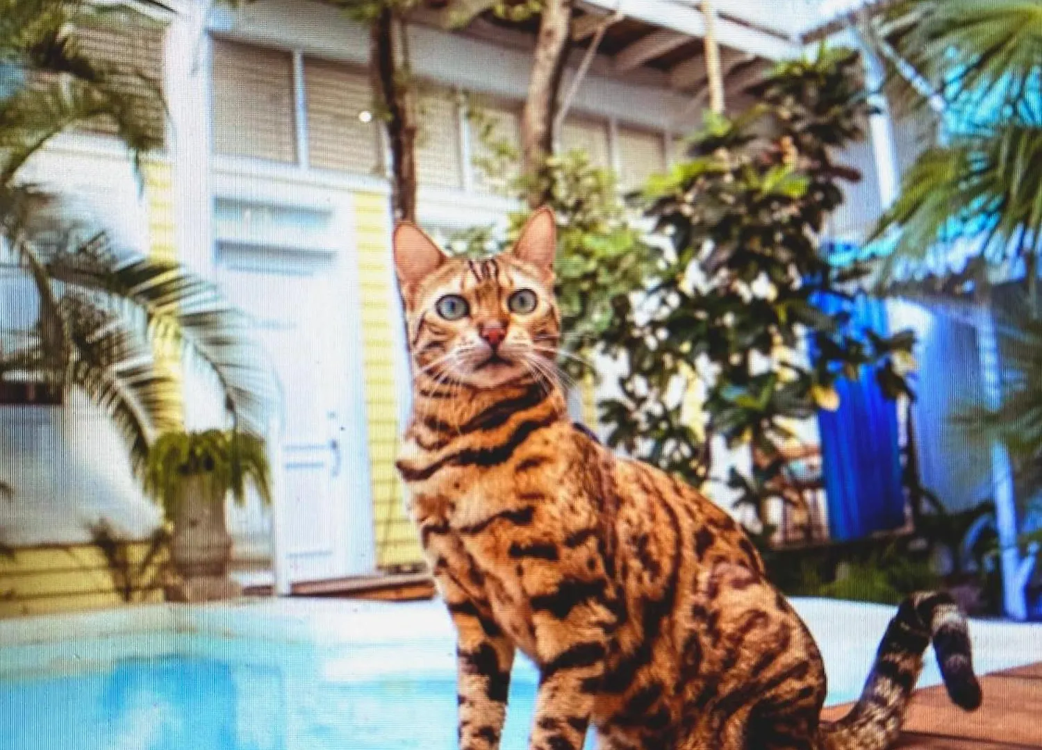 Plantation House - Why Stay Elsewhere Playa del Carmen Apartment
